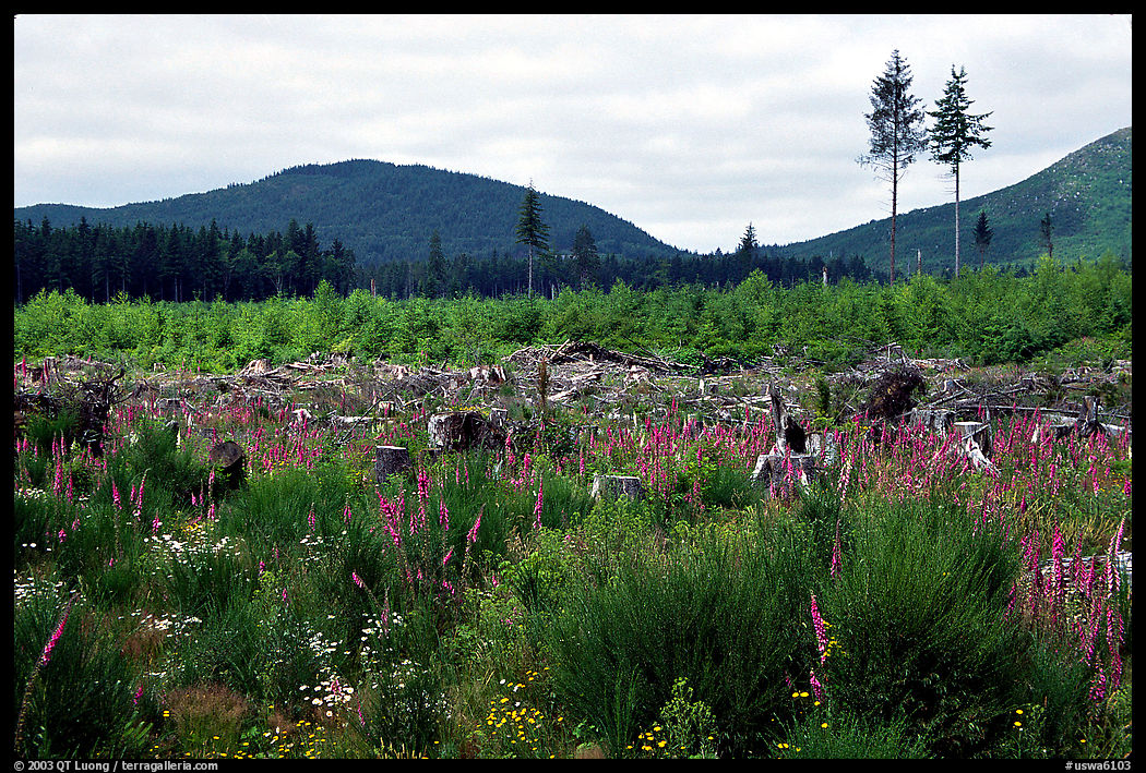 Clear-cut area with wildflowers, Olympic Peninsula. Olympic Peninsula, Washington