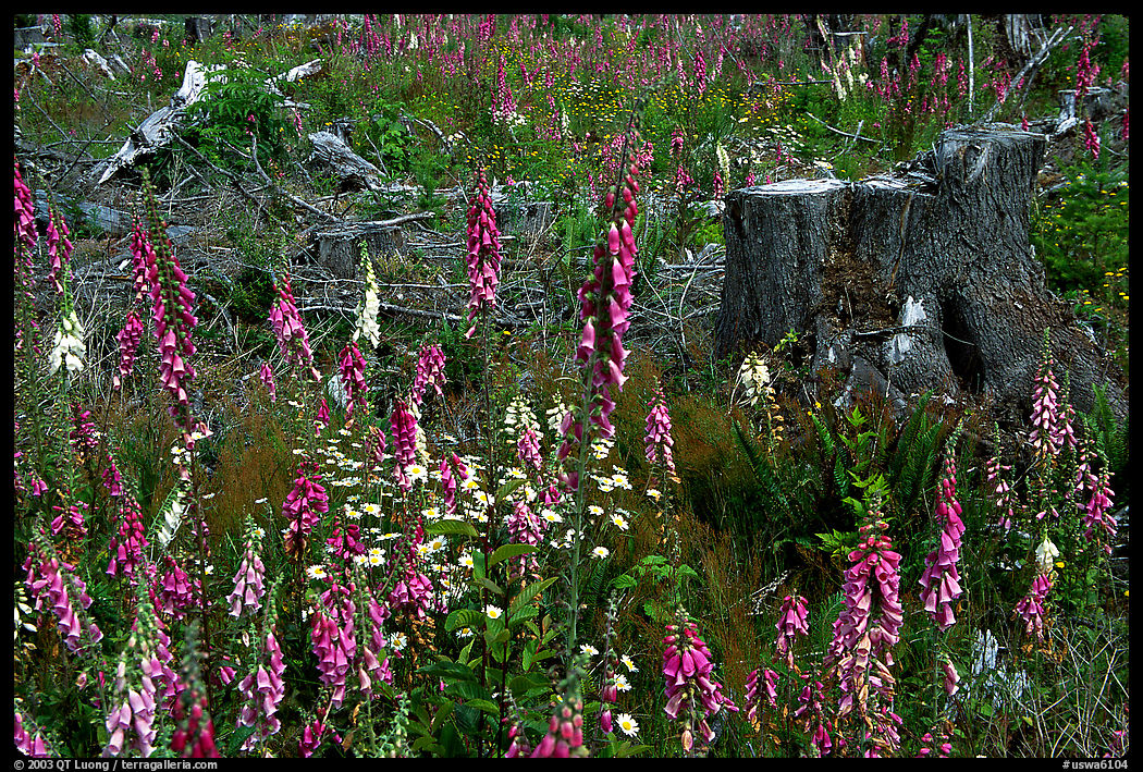 Clear-cut area with wildflowers, Olympic Peninsula. Olympic Peninsula, Washington