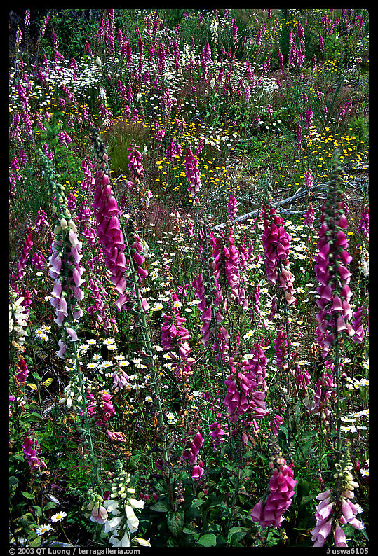 Wildflowers in clear-cut area. Olympic Peninsula, Washington