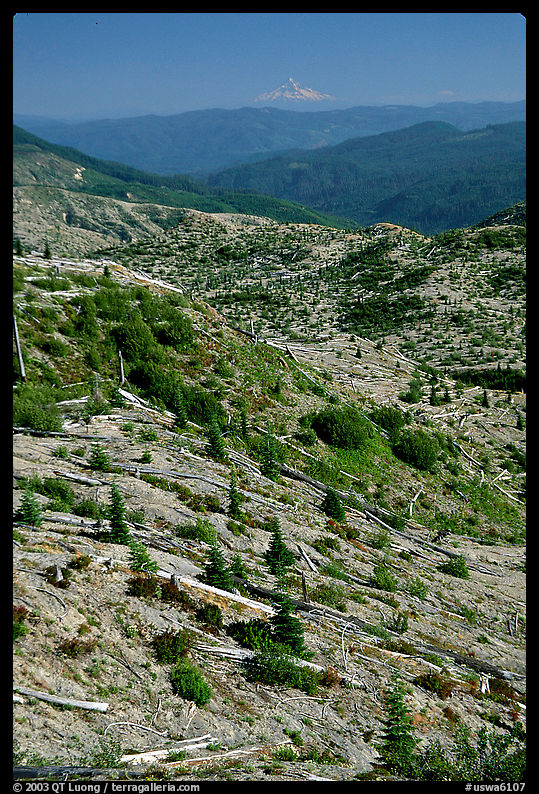 Slopes covered with trees downed by the eruption, Mt Hood in the distance. Mount St Helens National Volcanic Monument, Washington