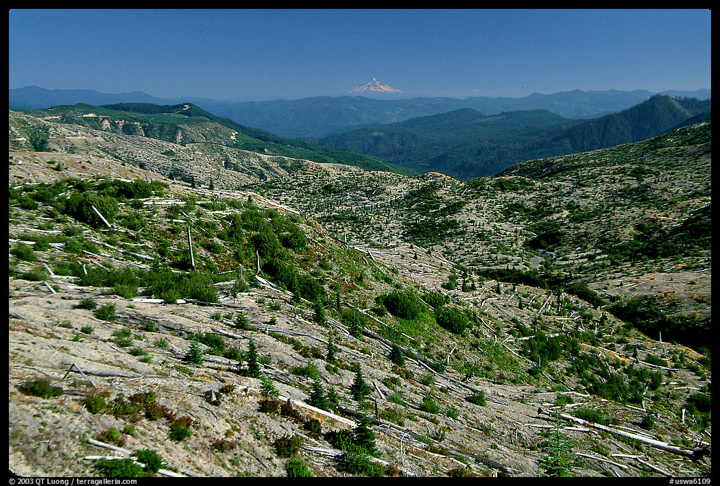 Slopes covered with trees downed by the eruption, Mt Hood in the distancet. Mount St Helens National Volcanic Monument, Washington