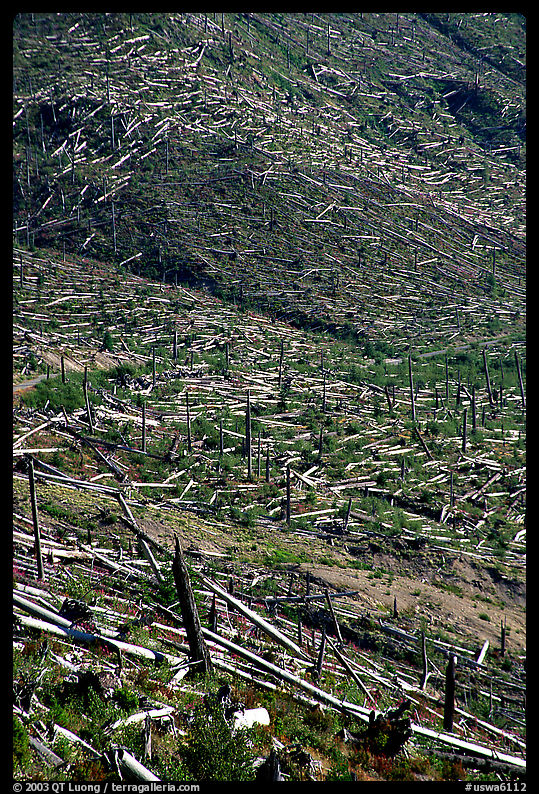 Forests flattened by the eruption lie pointing away from the blast. Mount St Helens National Volcanic Monument, Washington