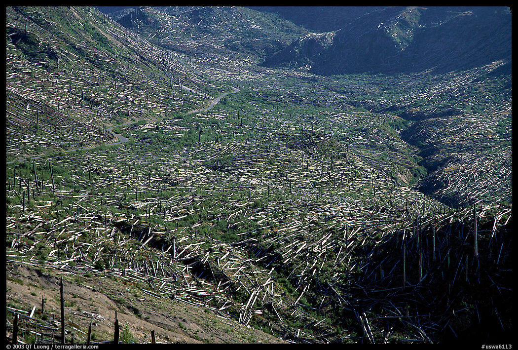 Trees uprooted by the eruption lie pointing away from the blast. Mount St Helens National Volcanic Monument, Washington