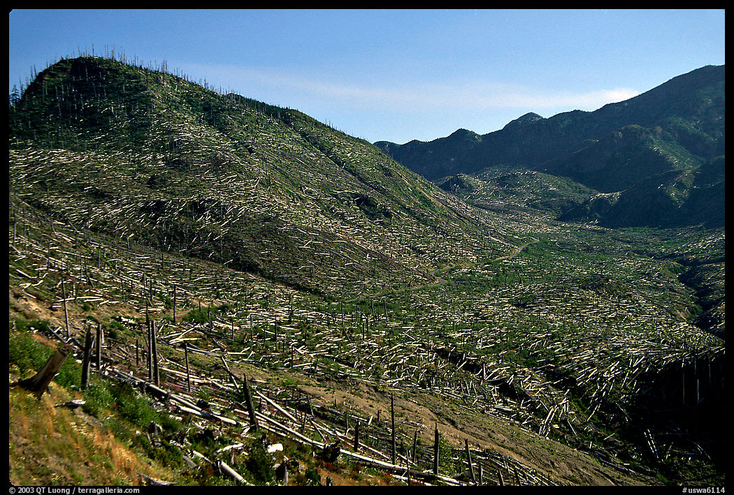 Valley littered with millions of trees flattened by the eruption. Mount St Helens National Volcanic Monument, Washington