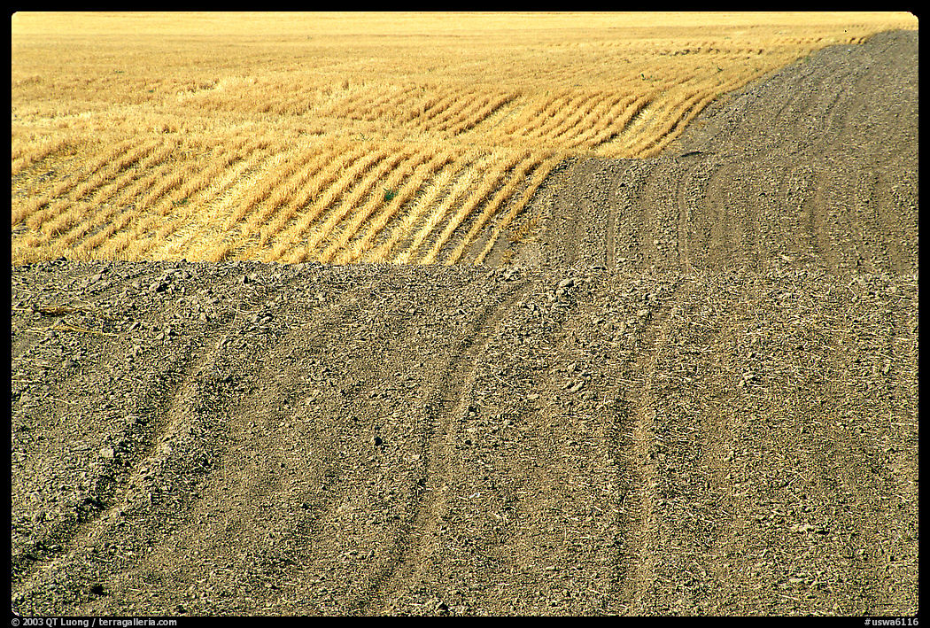 Undulating field with plowing patterns, The Palouse. Washington