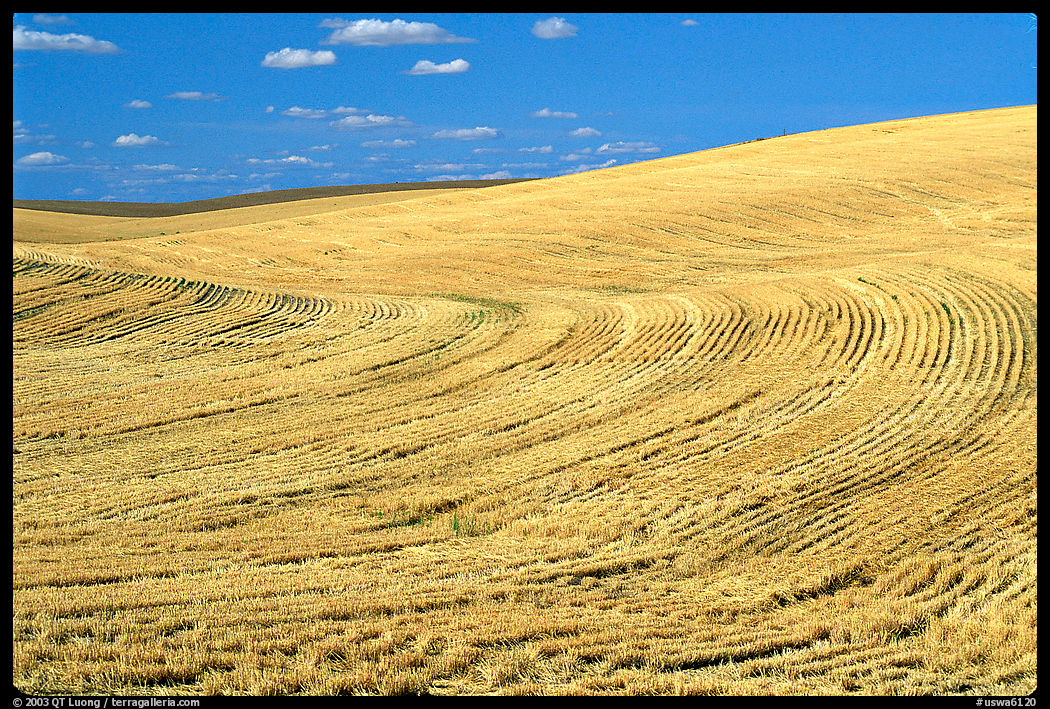 Yellow field with curved plowing patterns, The Palouse. Washington