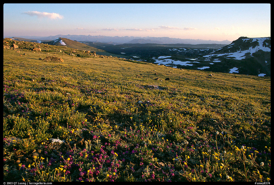 Alpine meadow, late afternoon, Beartooth Range, Shoshone National Forest. Wyoming, USA