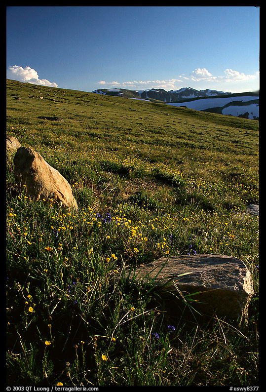 Alpine meadow and rocks, late afternoon, Beartooth Range, Shoshone National Forest. Wyoming, USA