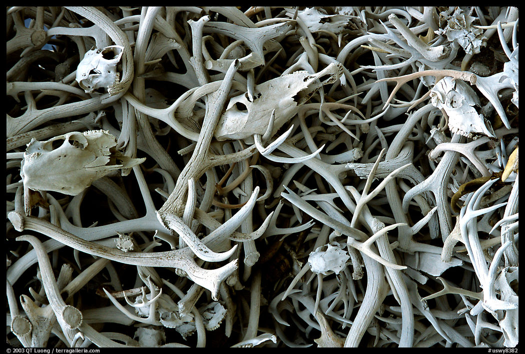 Pile of Elk antlers. Wyoming, USA