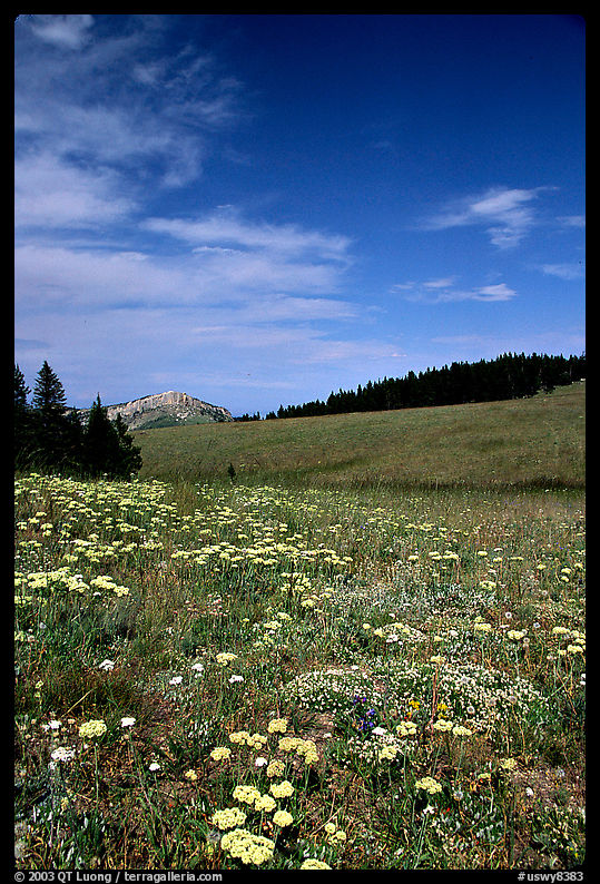 Wildflowers in alpine meadow, Bighorn Mountains, Bighorn National Forest. Wyoming, USA