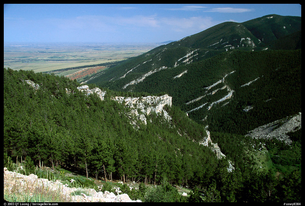 Forest on slopes above the prairie,  Bighorn National Forest. Wyoming, USA