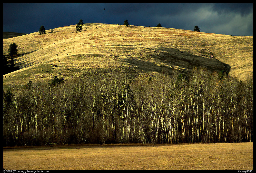 Trees and hills in late fall. Wyoming, USA