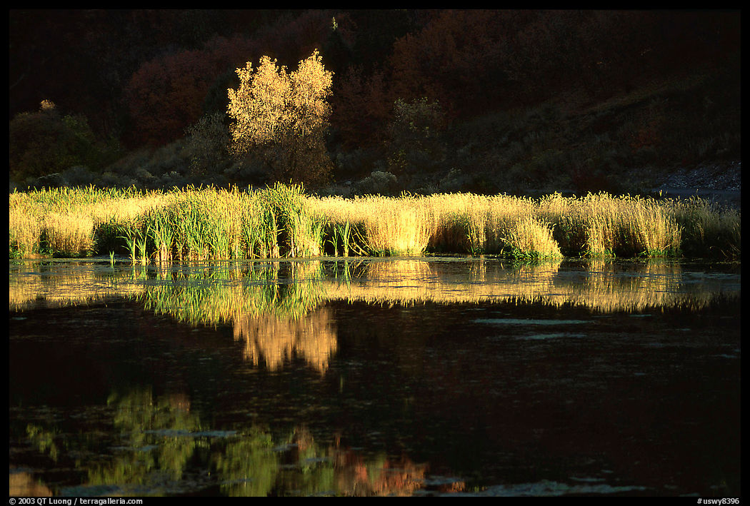 Grasses along the Snake River in late afternoon light. Wyoming, USA