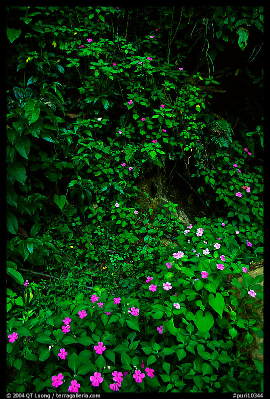 Flowers in rain forest undercanopy, El Yunque, Carribean National Forest. Puerto Rico