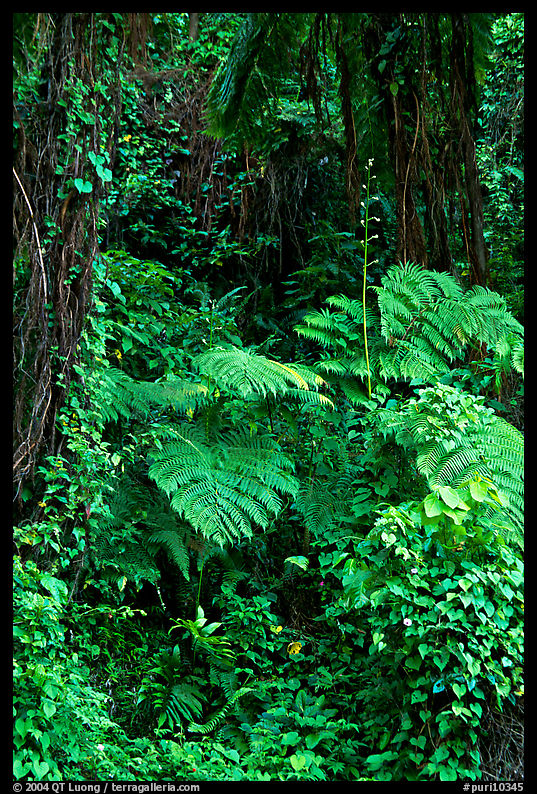 Ferns in rain forest undercanopy, El Yunque, Carribean National Forest. Puerto Rico