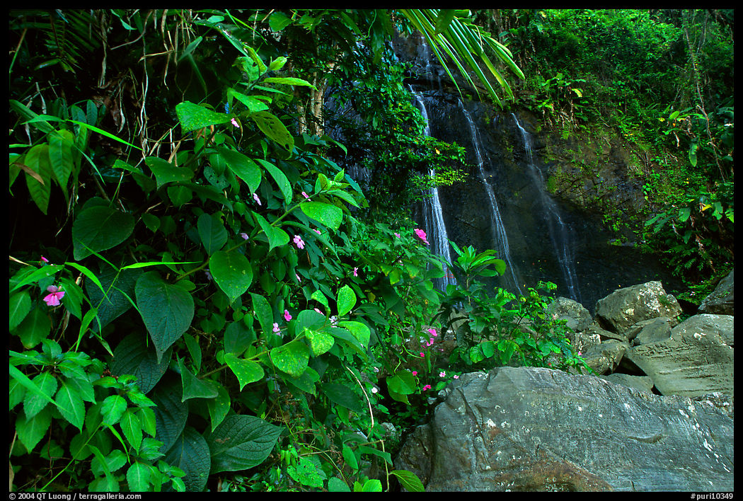 Waterfall in rain forest, El Yunque, Carribean National Forest. Puerto Rico