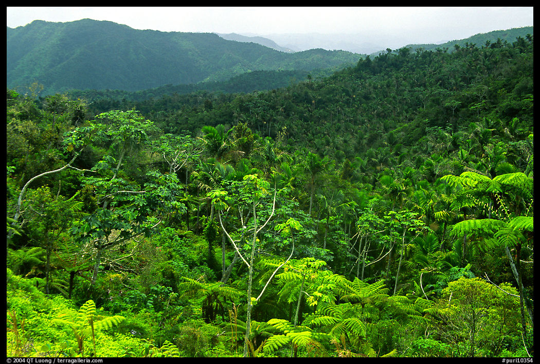 Tropical forest on hillsides. Puerto Rico