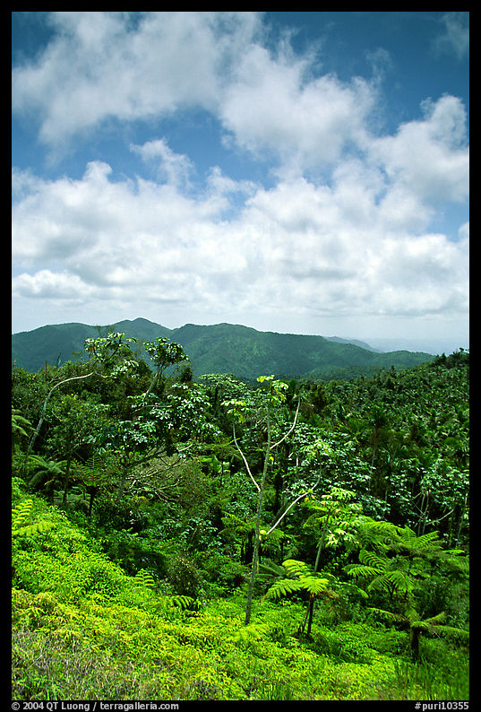 Hills covered with tropical forest. Puerto Rico