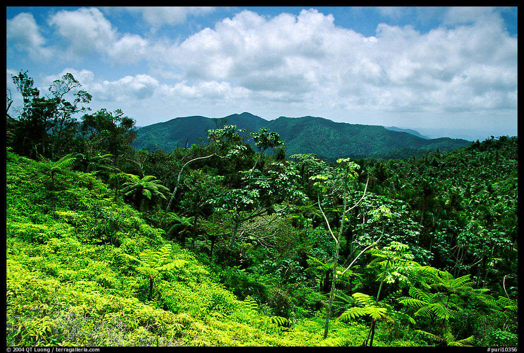 Tropical forest on hill. Puerto Rico