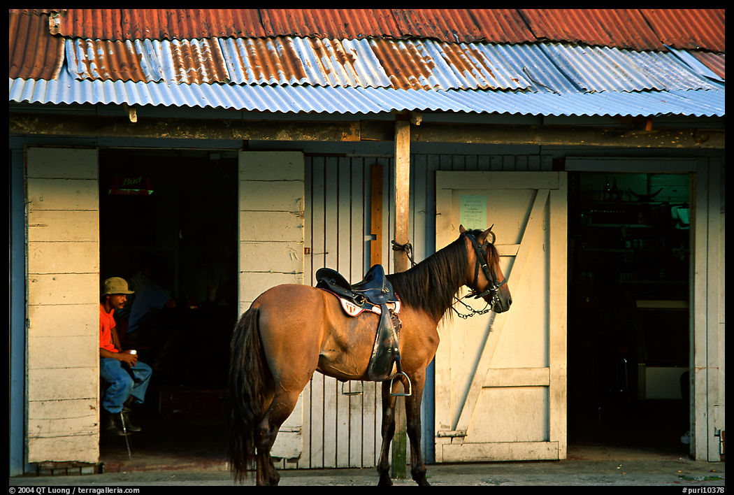 Man sitting inside a bar with a horse parked outside, North East coast. Puerto Rico