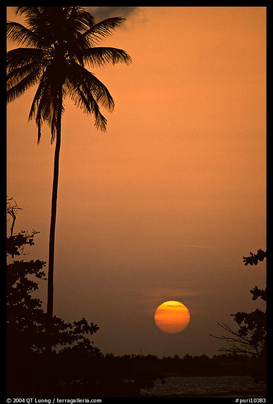 Palm tree at sunset, North East coast. Puerto Rico