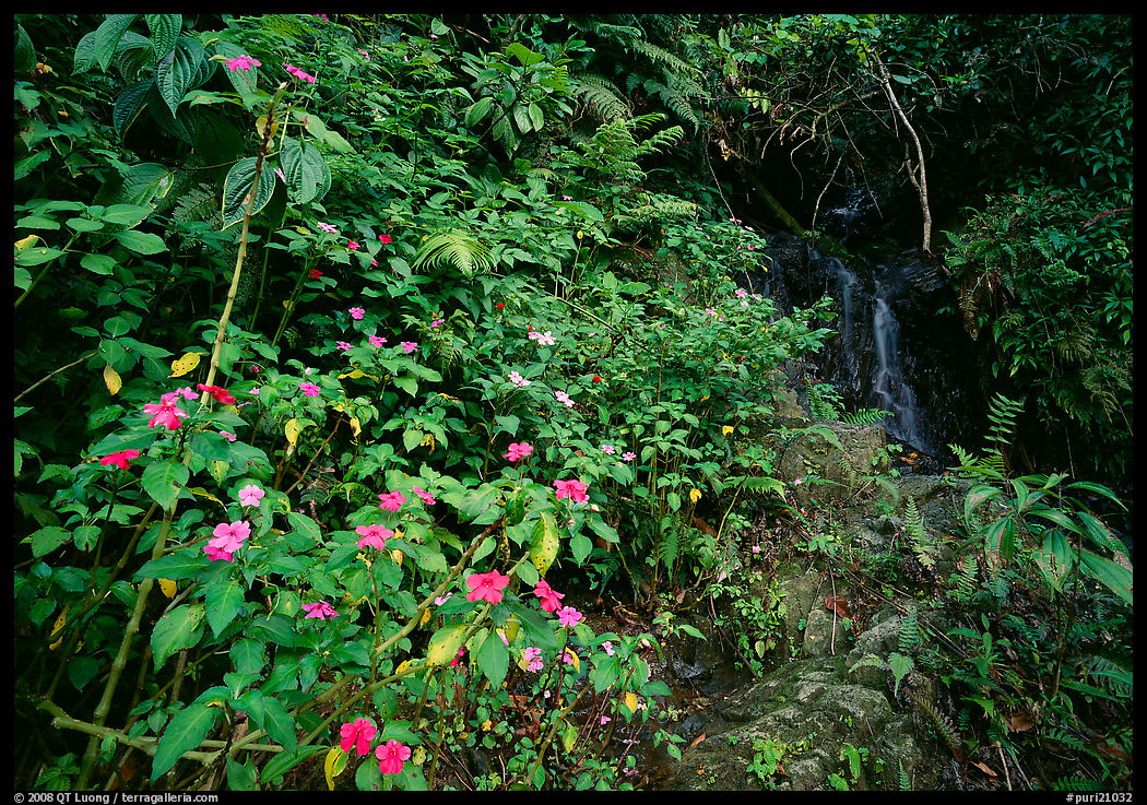 Flowers, lush foliage, and waterfall in rain forest, El Yunque, Carribean National Forest. Puerto Rico