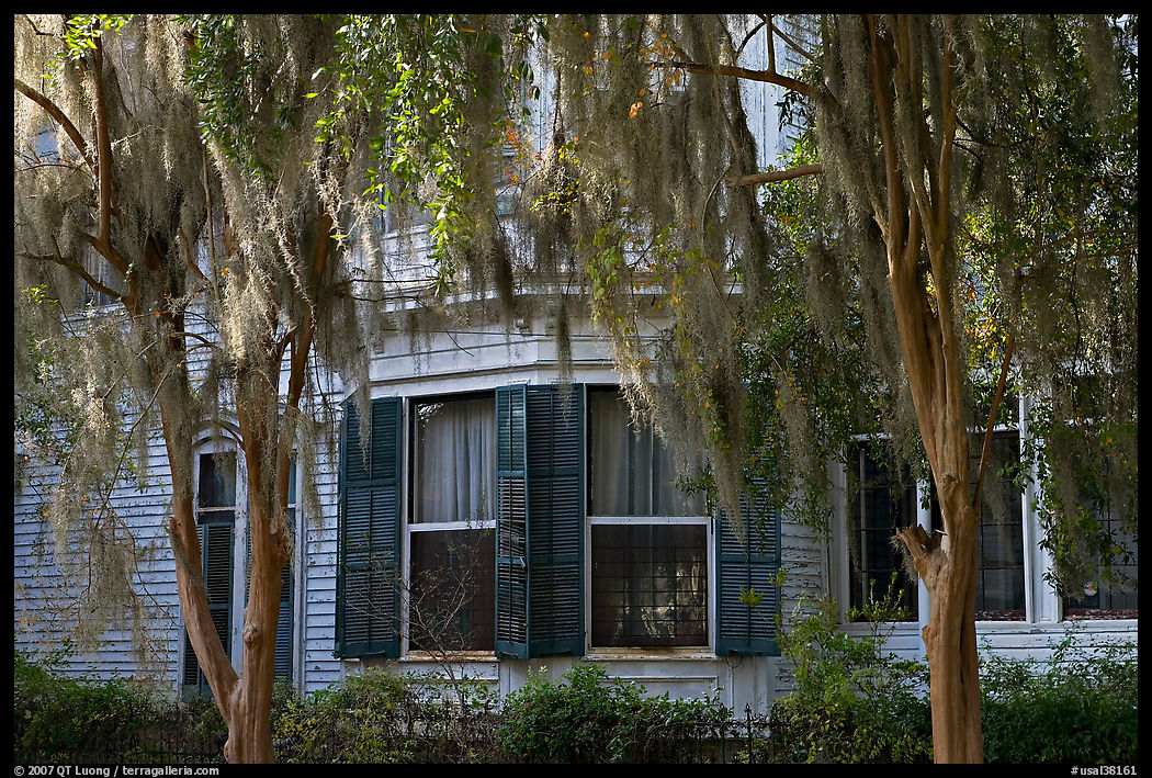 Spanish moss covered trees and windows. Selma, Alabama, USA