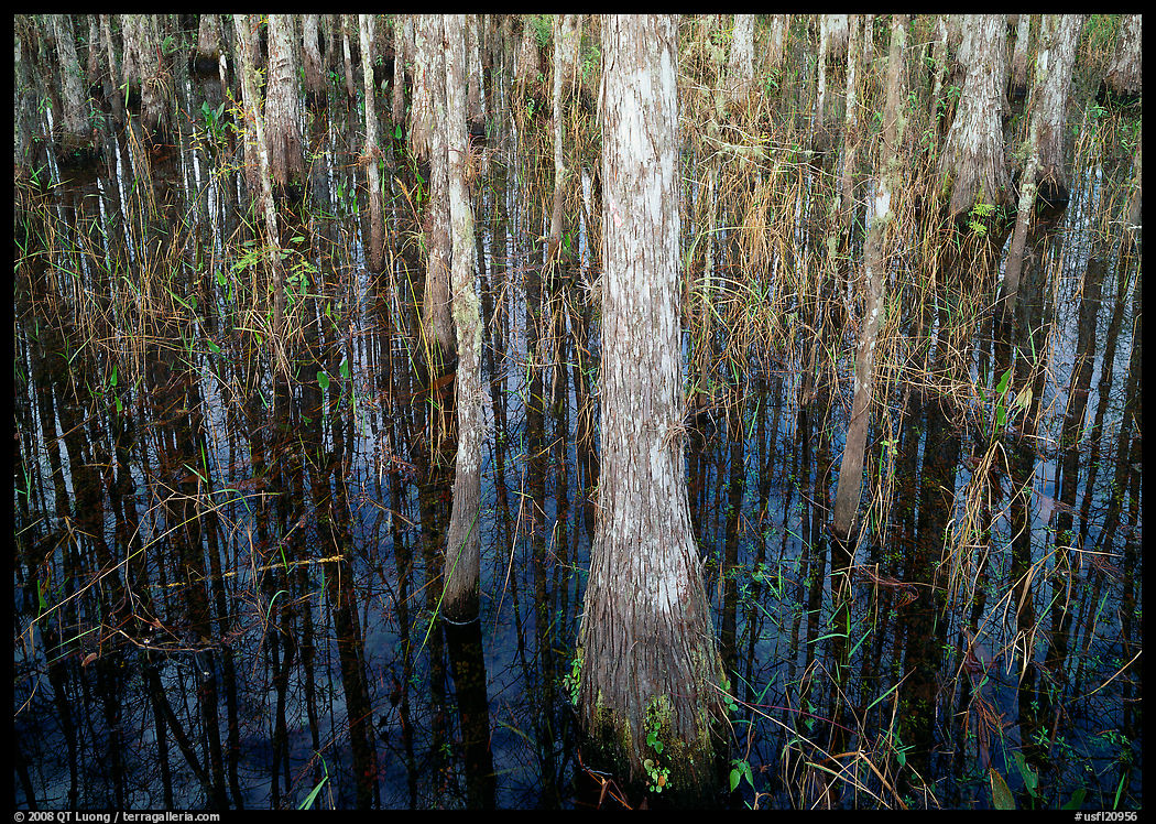 Cypress. Corkscrew Swamp, Florida, USA