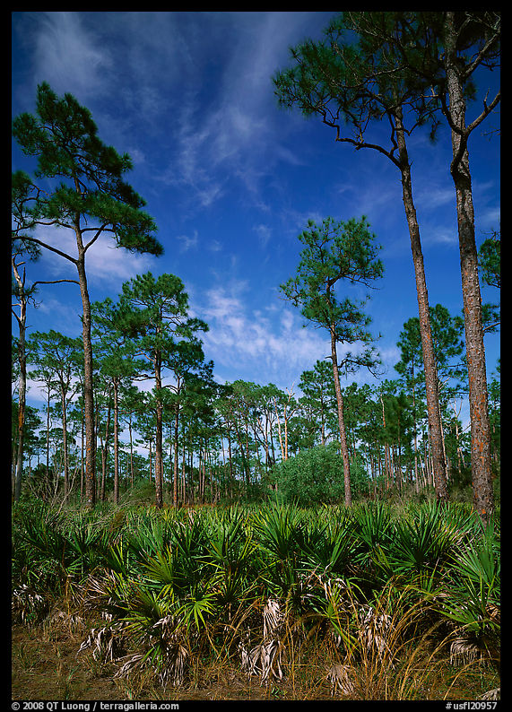 Palmeto and tall pine trees, Corkscrew Swamp. Corkscrew Swamp, Florida, USA