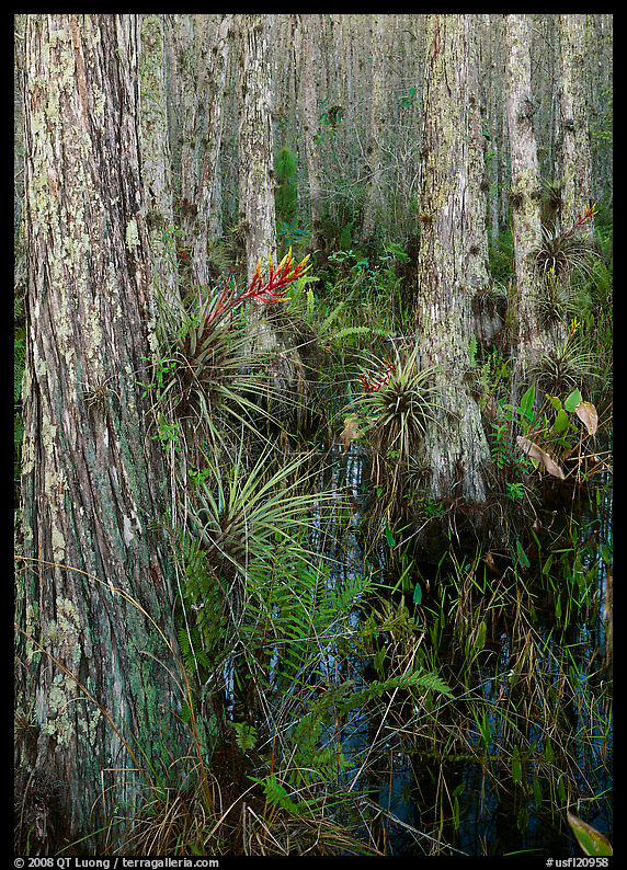 Bromeliads in cypress swamp, Corkscrew Swamp. Corkscrew Swamp, Florida, USA
