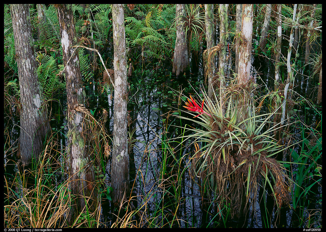 Bromeliads and cypress growing in swamp, Corkscrew Swamp. Corkscrew Swamp, Florida, USA