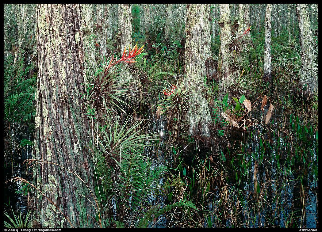Swamp with cypress and bromeliad flowers, Corkscrew Swamp. Corkscrew Swamp, Florida, USA
