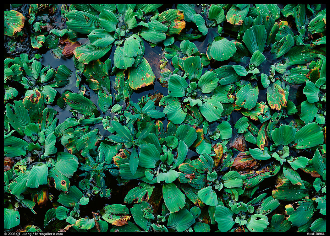 Water lettuce. Corkscrew Swamp, Florida, USA