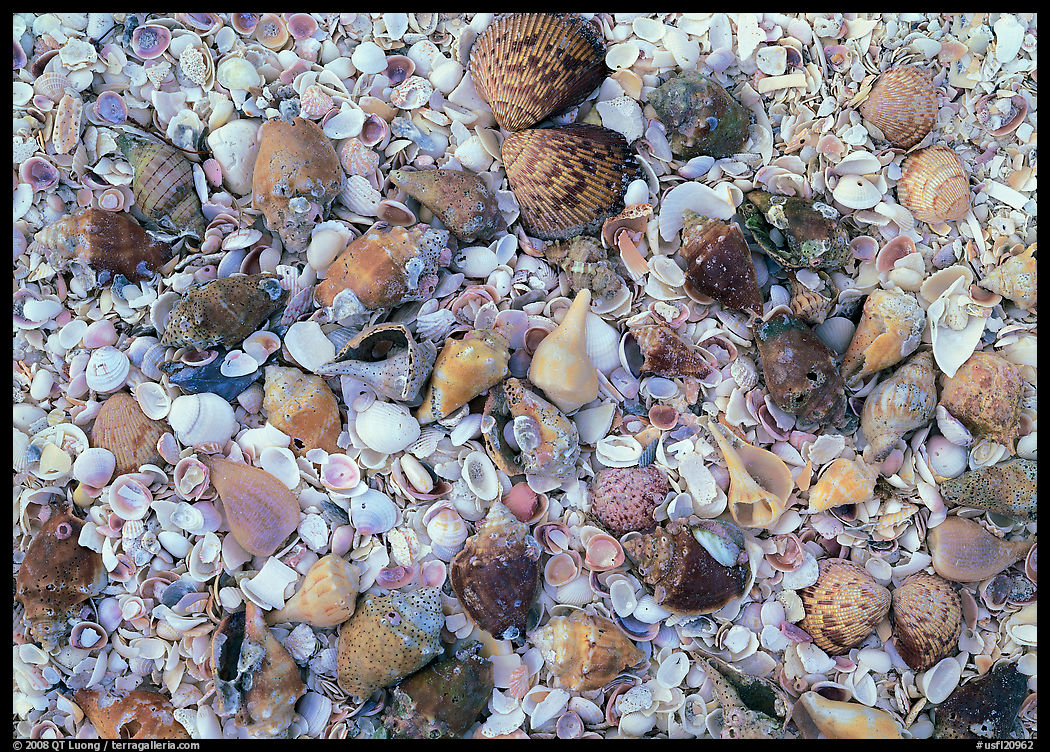 Close-up of shells, Sanibel Island. Sanibel Island, Florida, USA