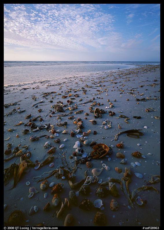 Shells washed-up on shore. Sanibel Island, Florida, USA