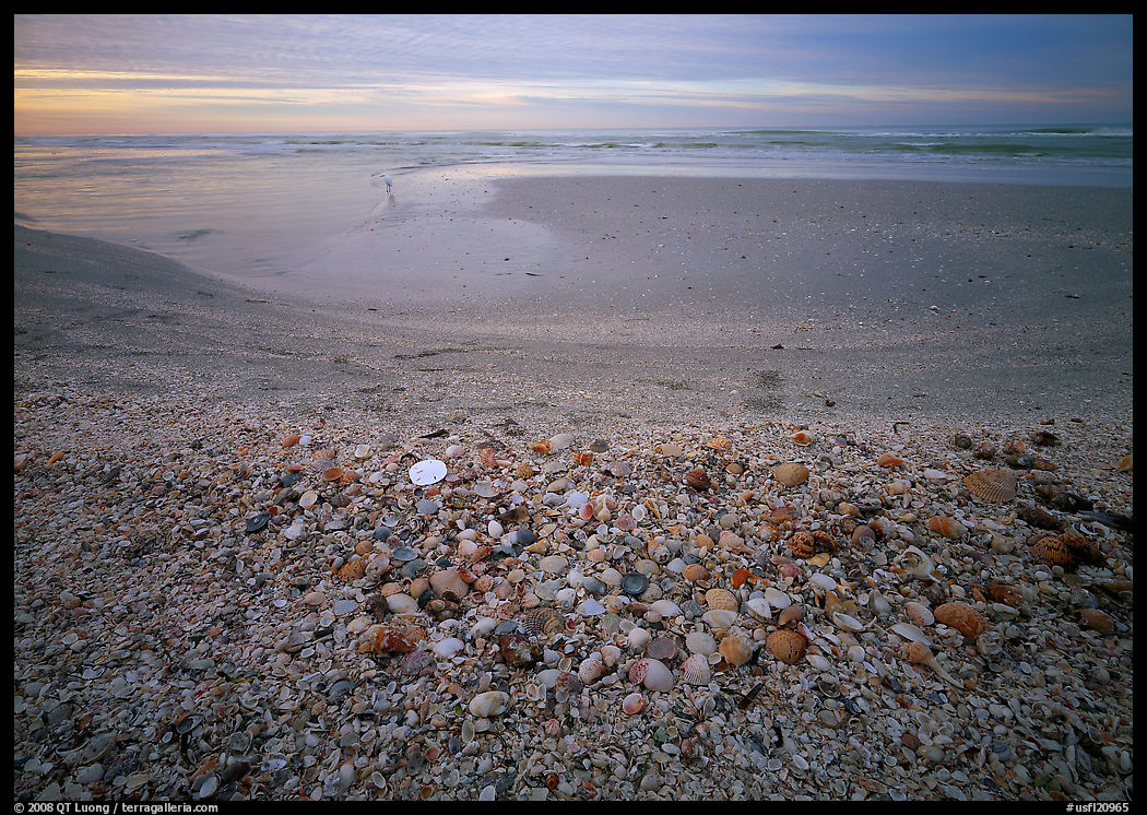 Beach covered with sea shells, sand dollar, shore bird, sunrise. Sanibel Island, Florida, USA