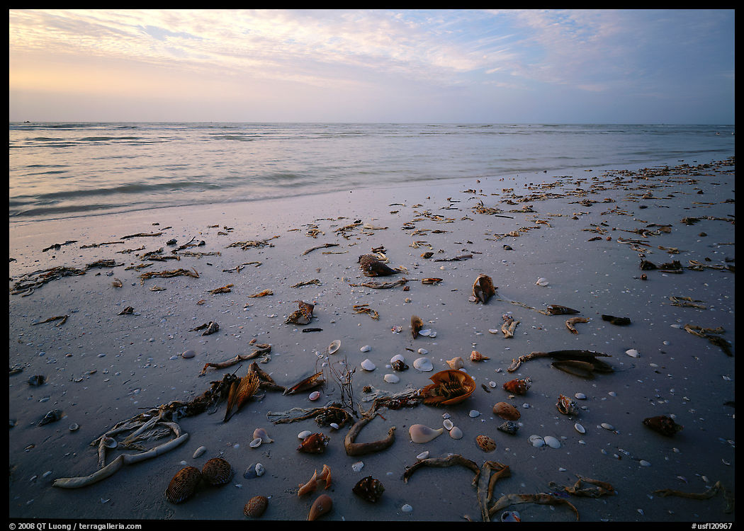Shells and seaweeds freshly deposited on beach, Sanibel Island. Sanibel Island, Florida, USA