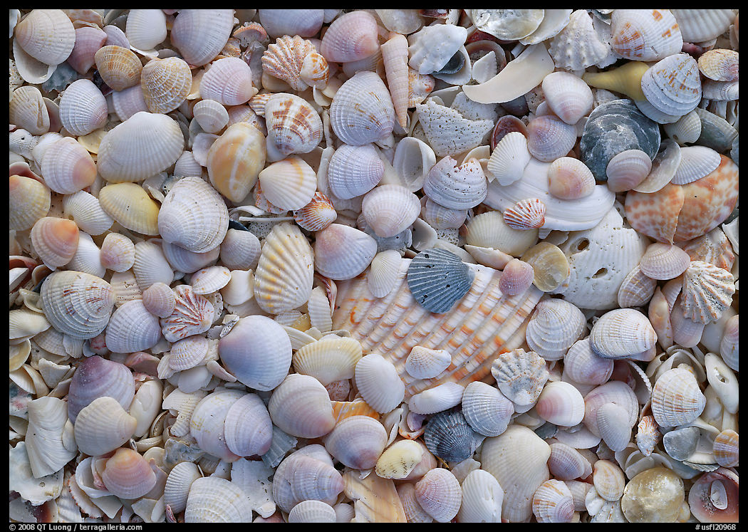 Close-up of shells with pastel colors, Sanibel Island. Sanibel Island, Florida, USA