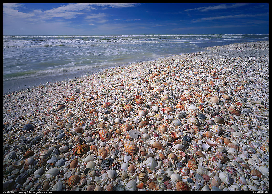 Beach covered with sea shells, sunrise. Sanibel Island, Florida, USA