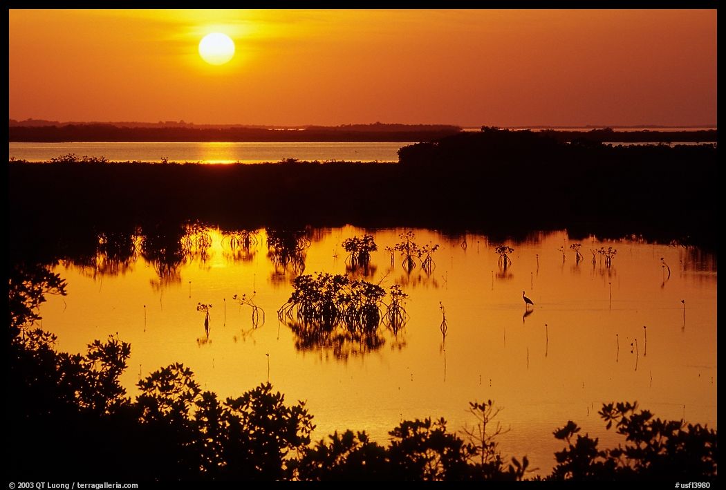 Sunset on mangroves. The Keys, Florida, USA