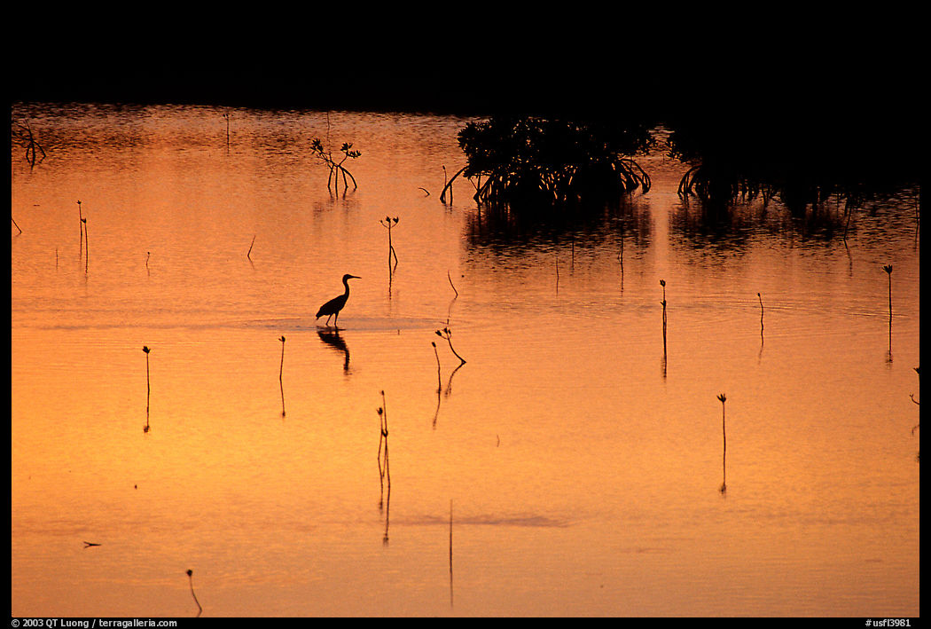 Bird at sunset among mangroves. The Keys, Florida, USA