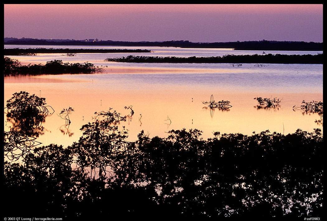 Mangroves after sunset. The Keys, Florida, USA