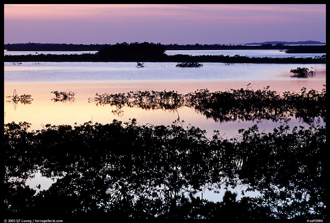 Mangroves after sunset. The Keys, Florida, USA