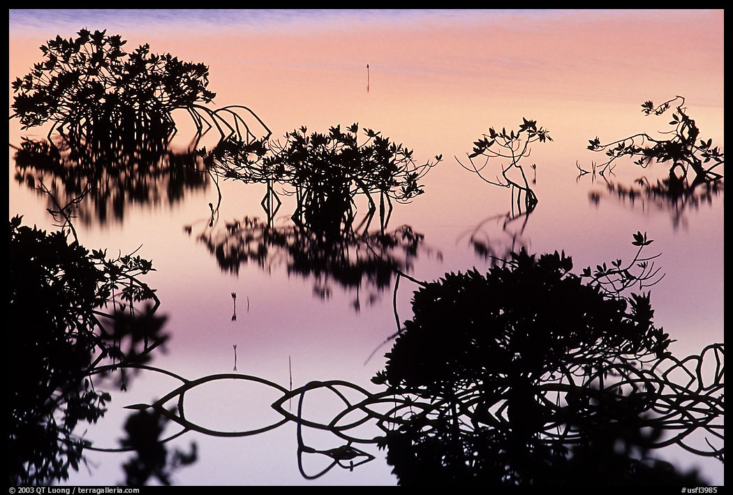 Mangroves after sunset. The Keys, Florida, USA