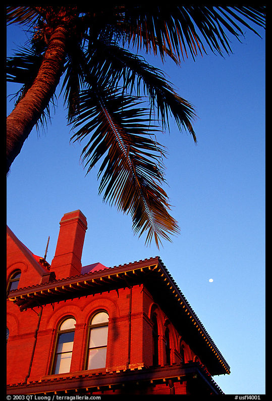 Red house and palm tree. Key West, Florida, USA