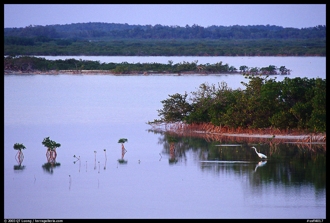 Wading bird at sunset. The Keys, Florida, USA