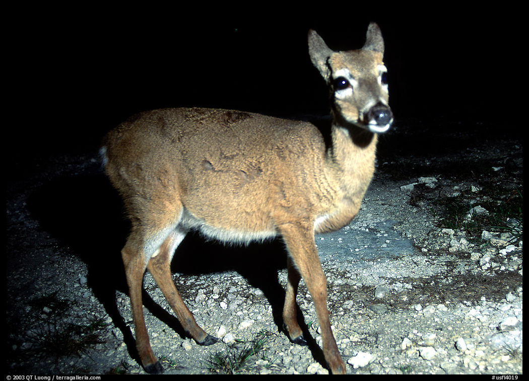 Endangered Key Deer at night. The Keys, Florida, USA