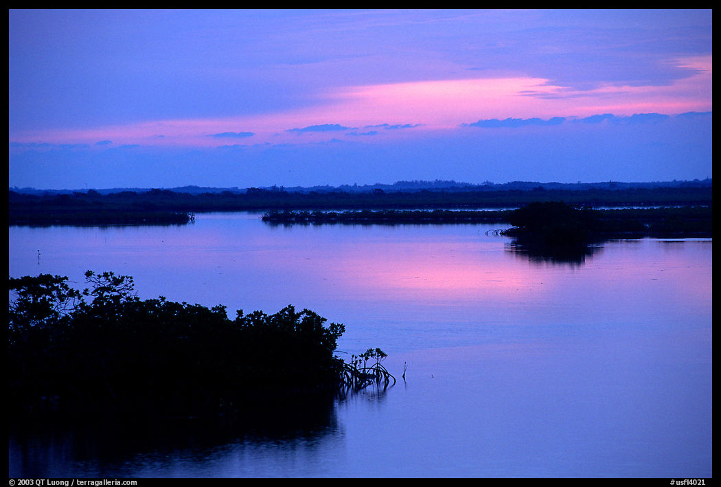 Mangroves  at sunrise. The Keys, Florida, USA