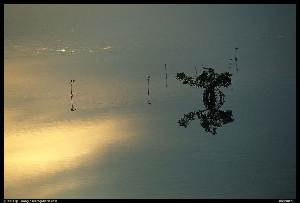 Lone mangrove. The Keys, Florida, USA