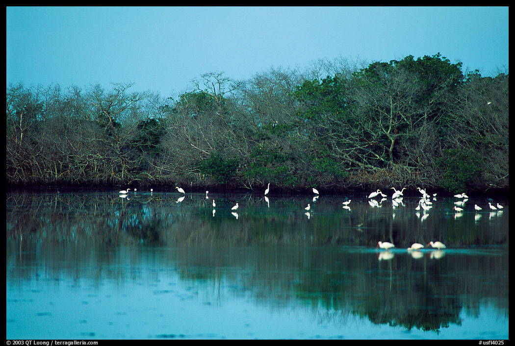 Wading birds in the morning. Ding Darling NWR, Sanibel Island, Florida, USA